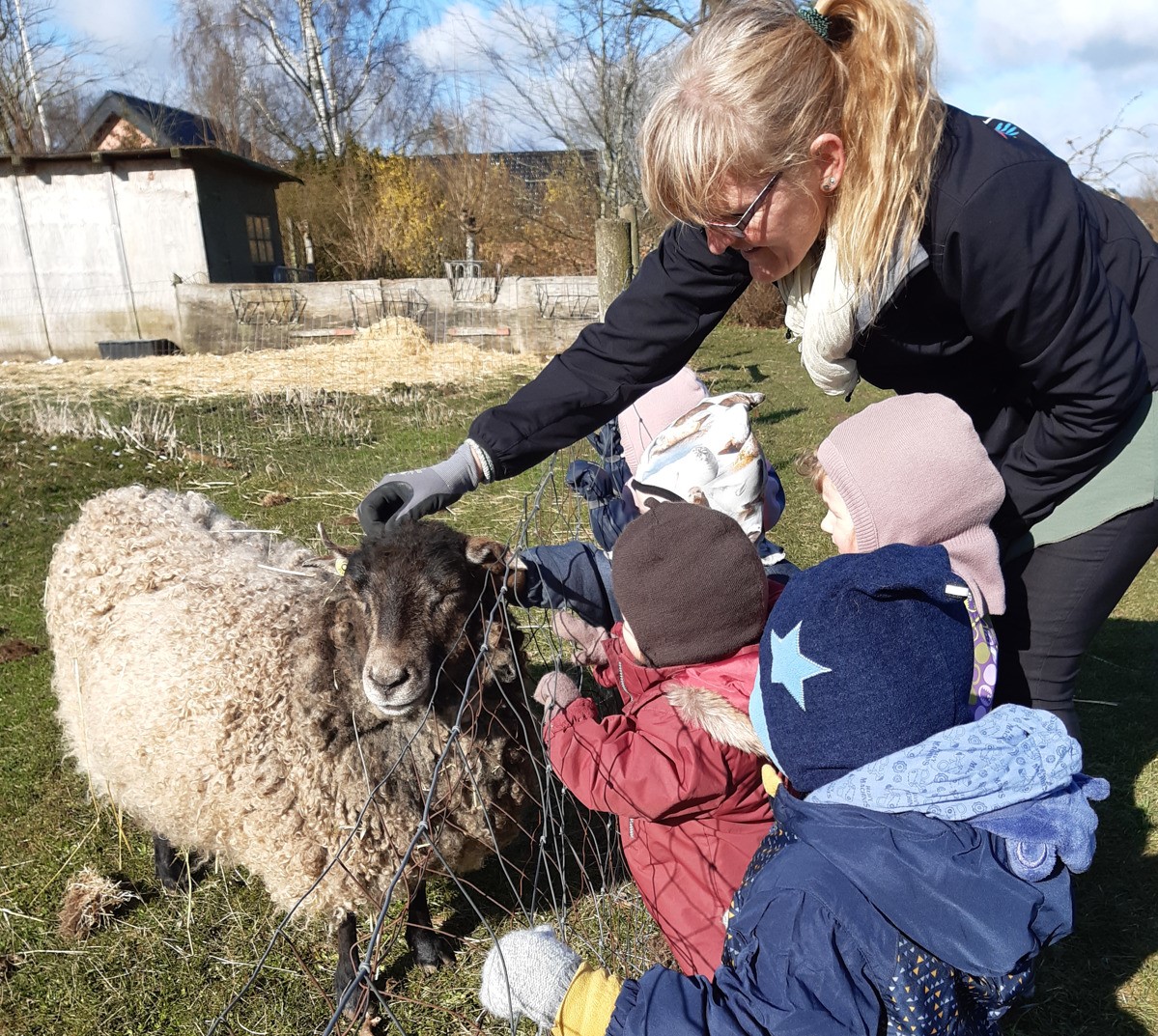 Billede af en voksen, der sammen med en folk vuggestuebørn, er optaget af at studere og snakke med et får. 