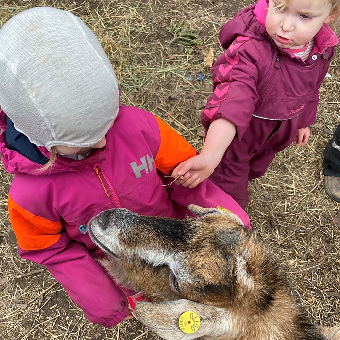 Billede af to børn, der fodre og kæler med en ged.